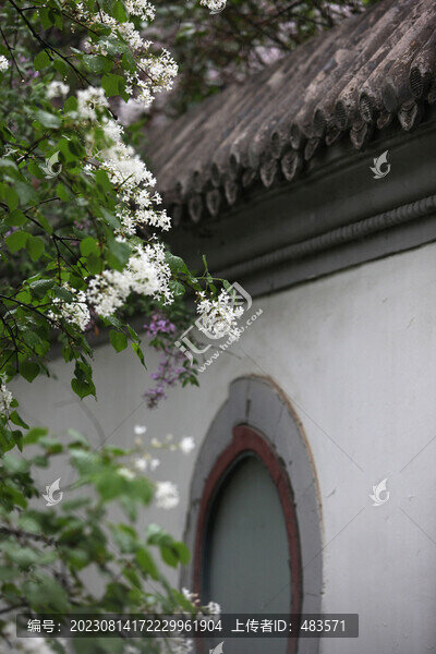 丁香花