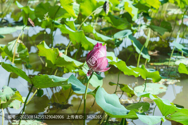 夏日盛開的荷花