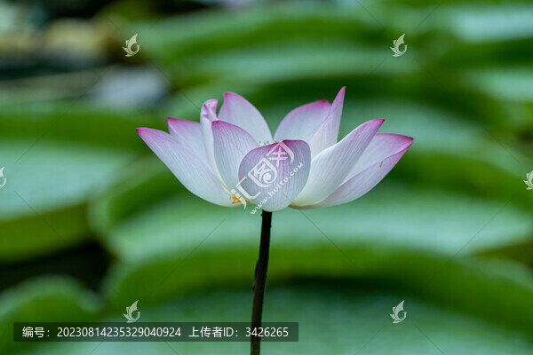 夏日盛開(kāi)的荷花
