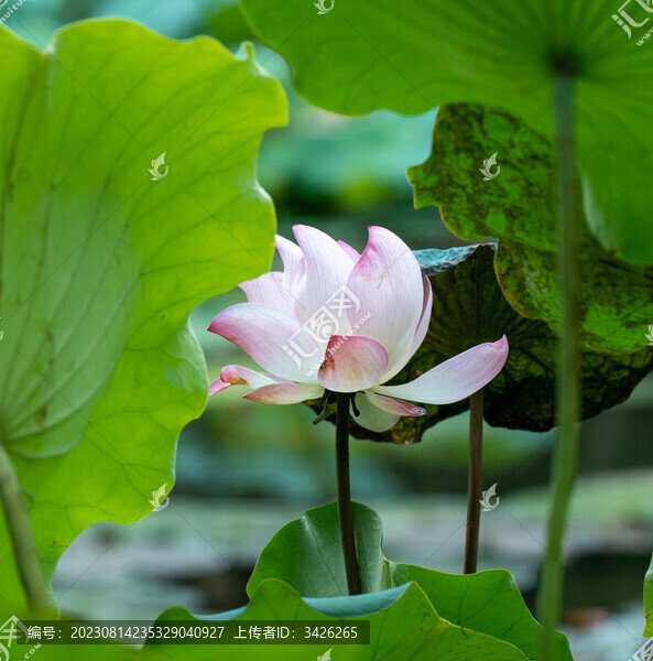 夏日盛開(kāi)的荷花
