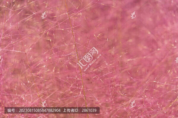 粉黛亂子草