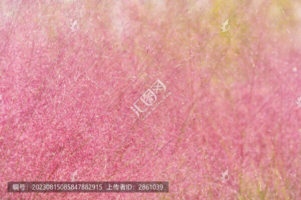 粉黛亂子草