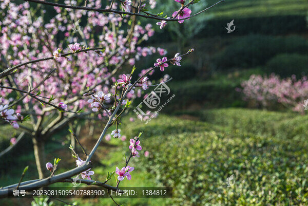 桃花盛開