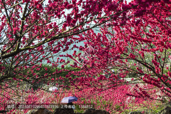 桃花盛開