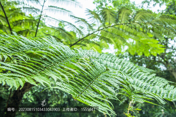 蕨類綠葉