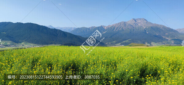高山草甸