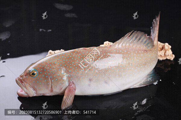白東星