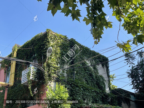 紅墻建筑爬山虎