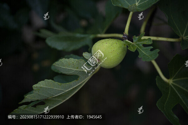 無花果