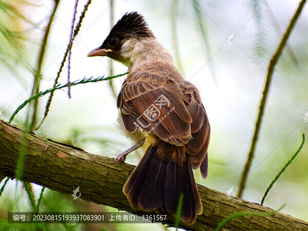 樹上的一只鳥