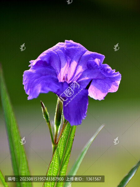 蘭花草