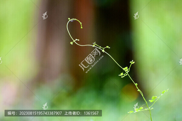藤蔓植物
