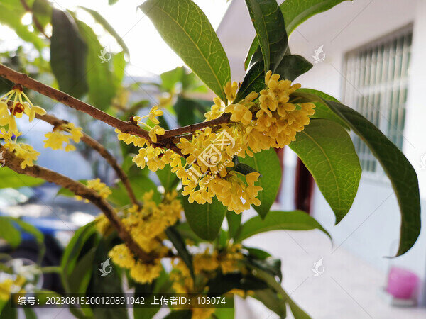 飄香的桂花