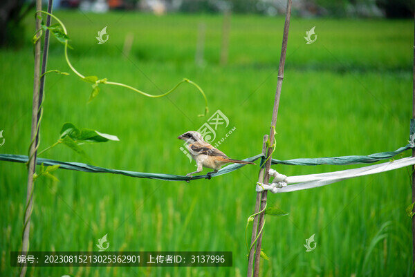 伯勞鳥