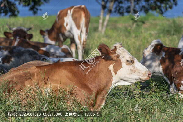 奶牛