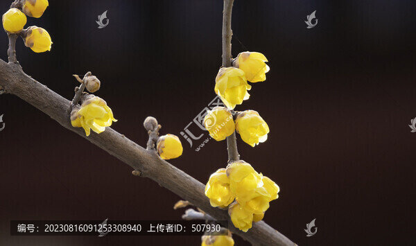 蠟梅花