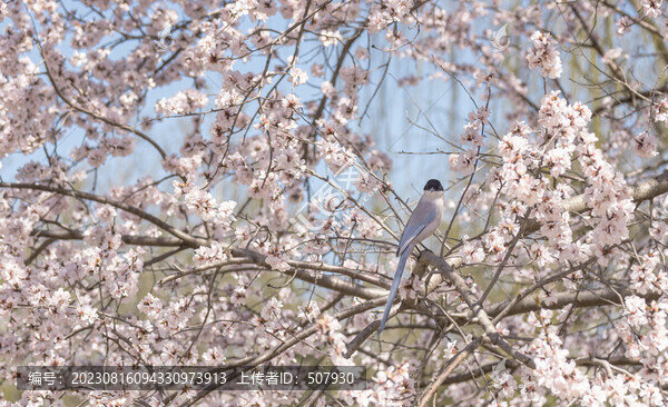 灰喜鵲與桃花
