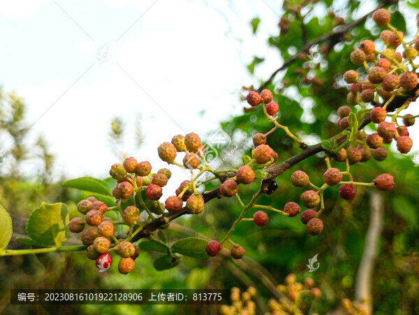 枝頭紅花椒