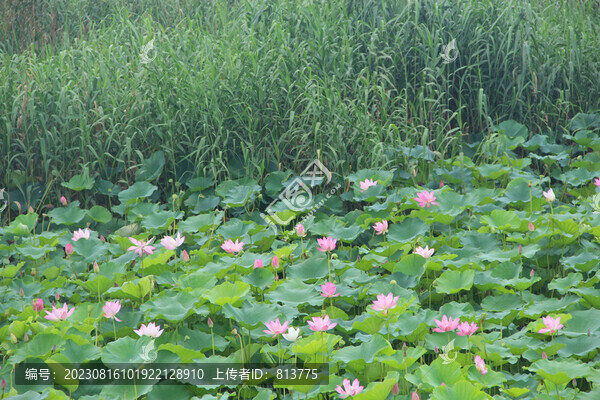 荷花池蘆葦蕩