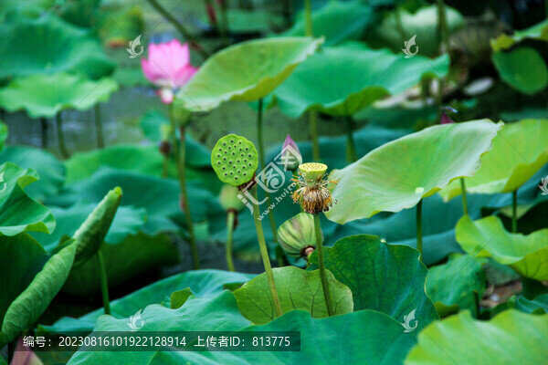 蓮蓬荷花