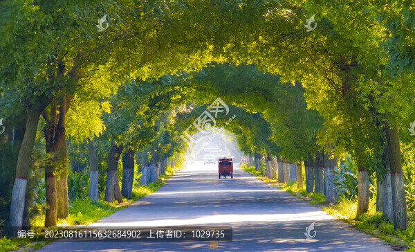 林蔭道