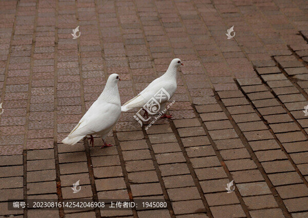 白鴿