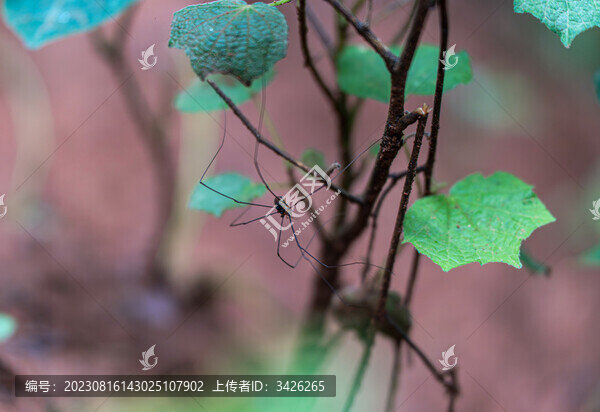 植物上的長腳盲蛛