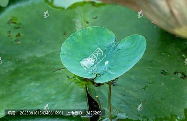 荷葉上的水珠