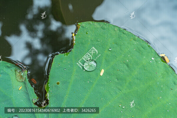 荷葉上的水珠