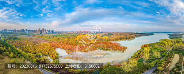 董鋪水庫(kù)紅杉林