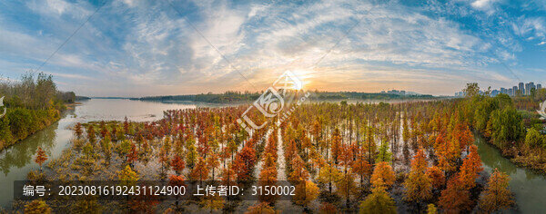 董鋪水庫濕地紅杉林