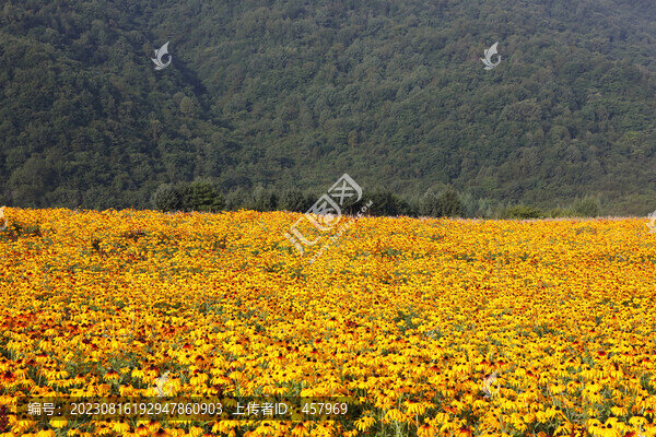 花田花海