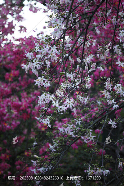 異木棉花