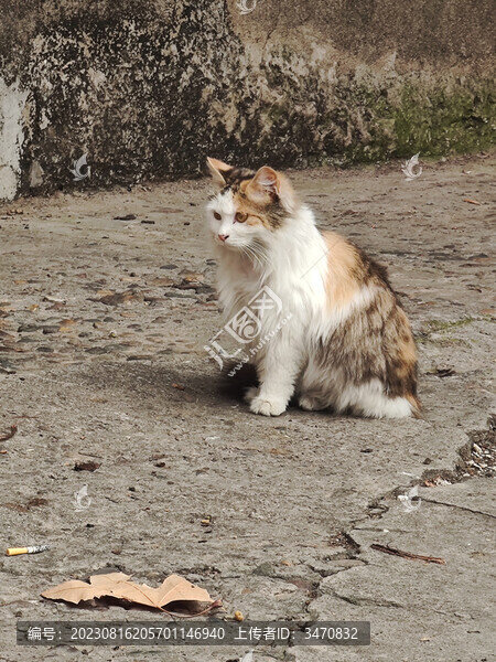 貓