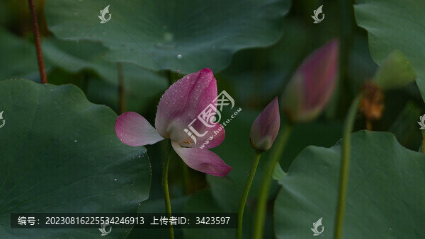 荷花花苞