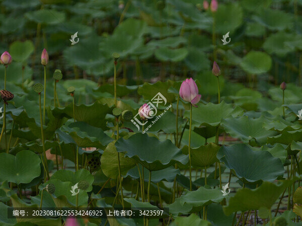 荷花