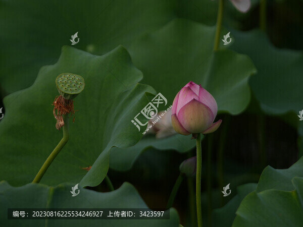 荷花