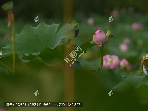 荷花