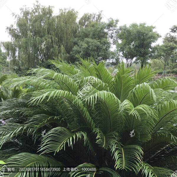 鐵樹