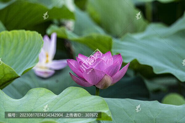 荷花