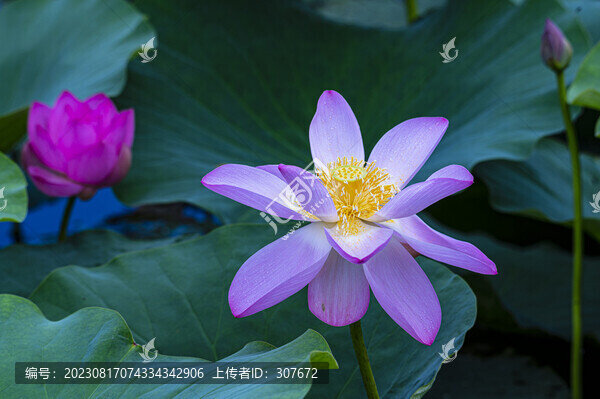 荷花