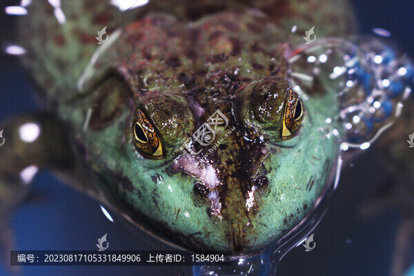 牛蛙