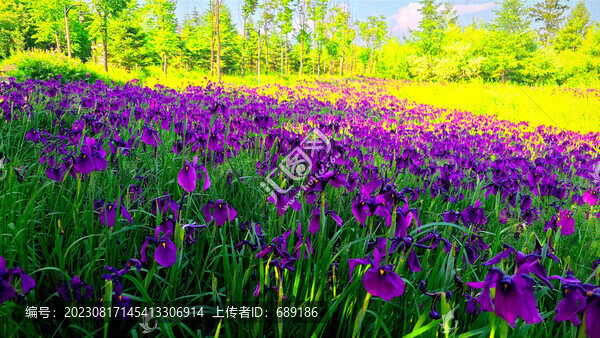 鳶尾花海