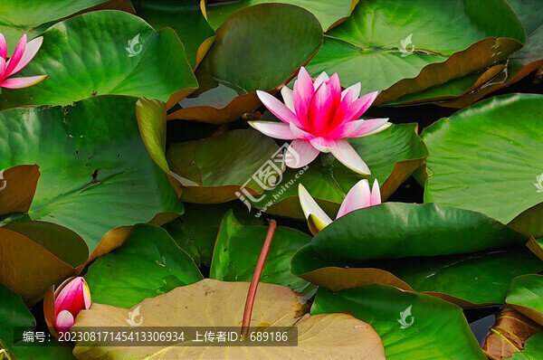 蓮花盛開(kāi)
