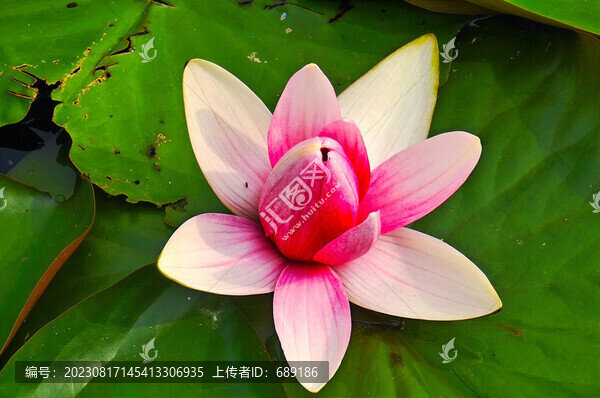 蓮花