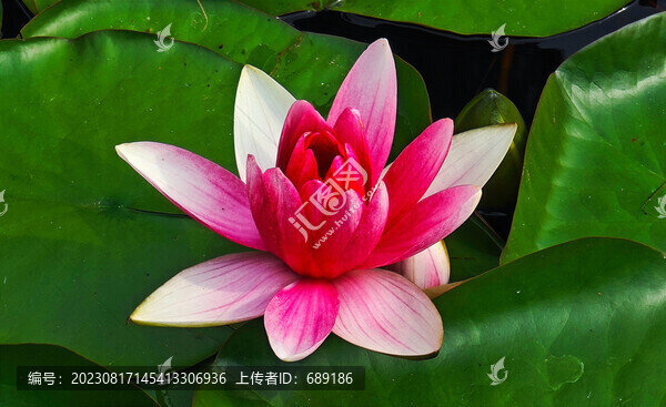 蓮花