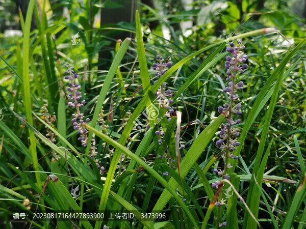 沿階草