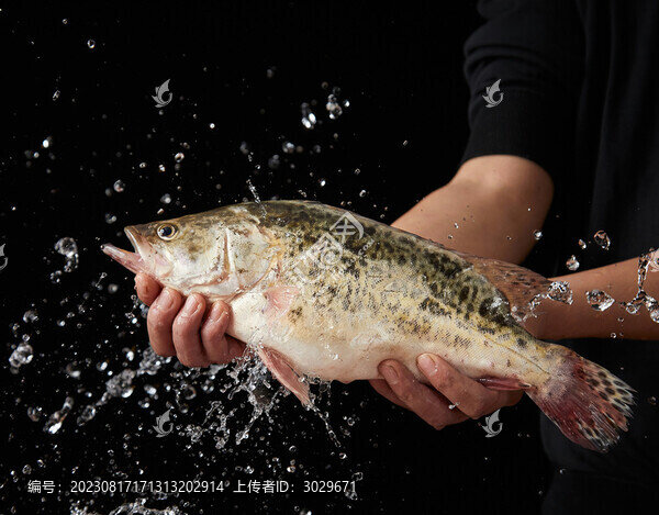 鮮活鱖魚