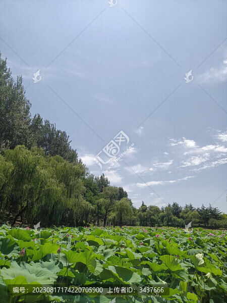 荷塘近景