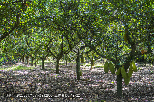 菠蘿蜜果園